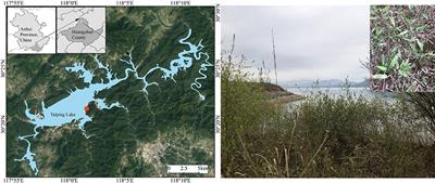 Ecological strategy of Phyllostachys heteroclada oliver in the riparian zone based on ecological stoichiometry